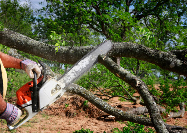 Tree Removal for Businesses in Remlap, AL